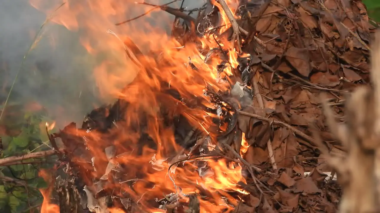 Fire -red smoke leaf 