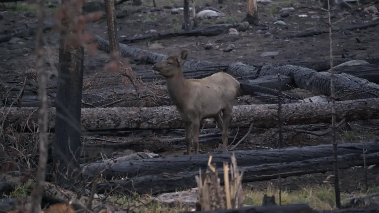 Young rocky mountain elk calf eating in remains from forest fire 4K