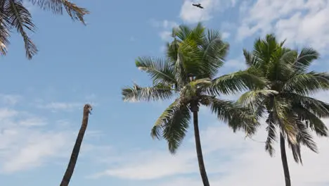 View Of Palm Trees Against Blue Sky Near Bandra Fort Mumbai India 4