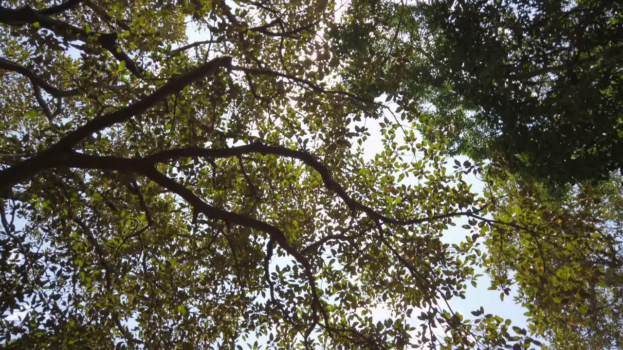 Looking up shot of tree tops with sun shines through foliage