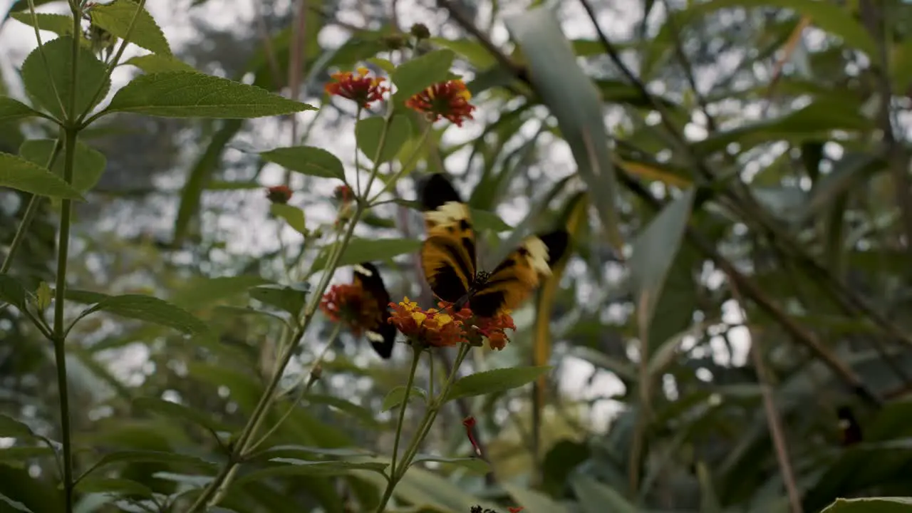 Close up shot of butterfly sucking nectar from the small yellow flower in the forest