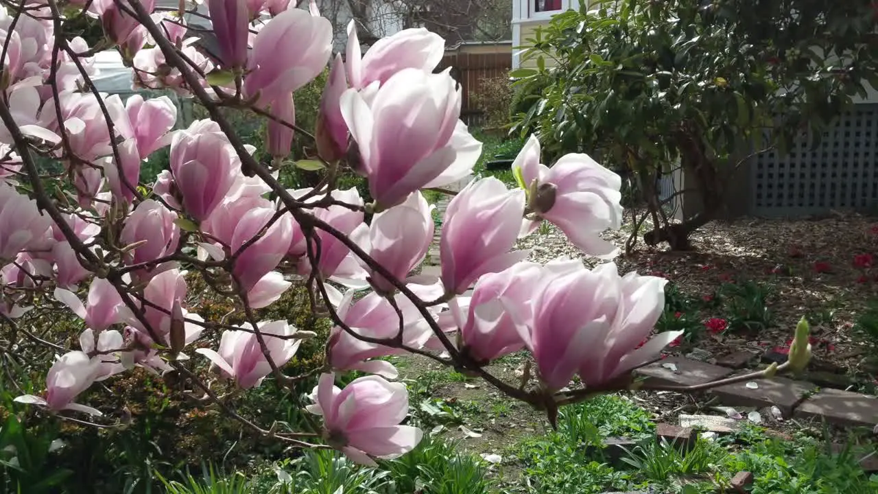 Pink and white Japanese magnolia blooms on a spring day