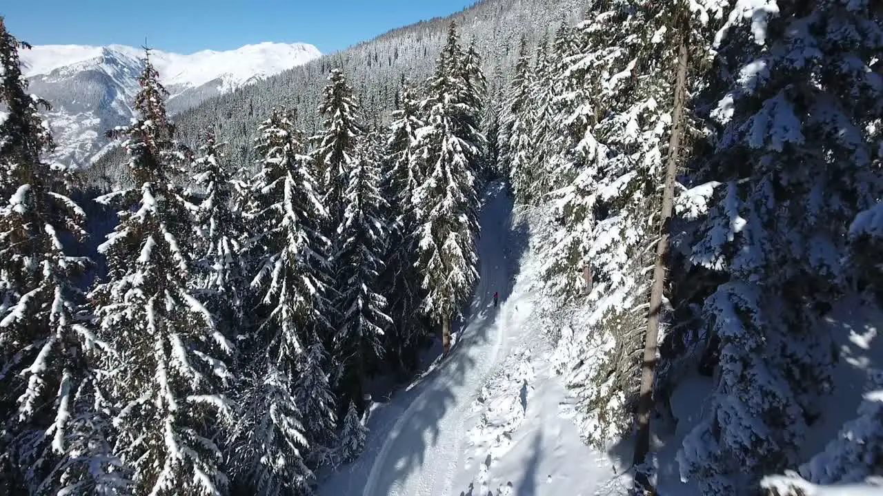 Woman running on a snowy path between a forest Sunny day aerial drone shot