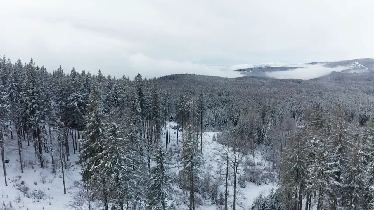 Aerial view of a frozen forest with snow covered trees at winter winter hiking and outdoor scenery