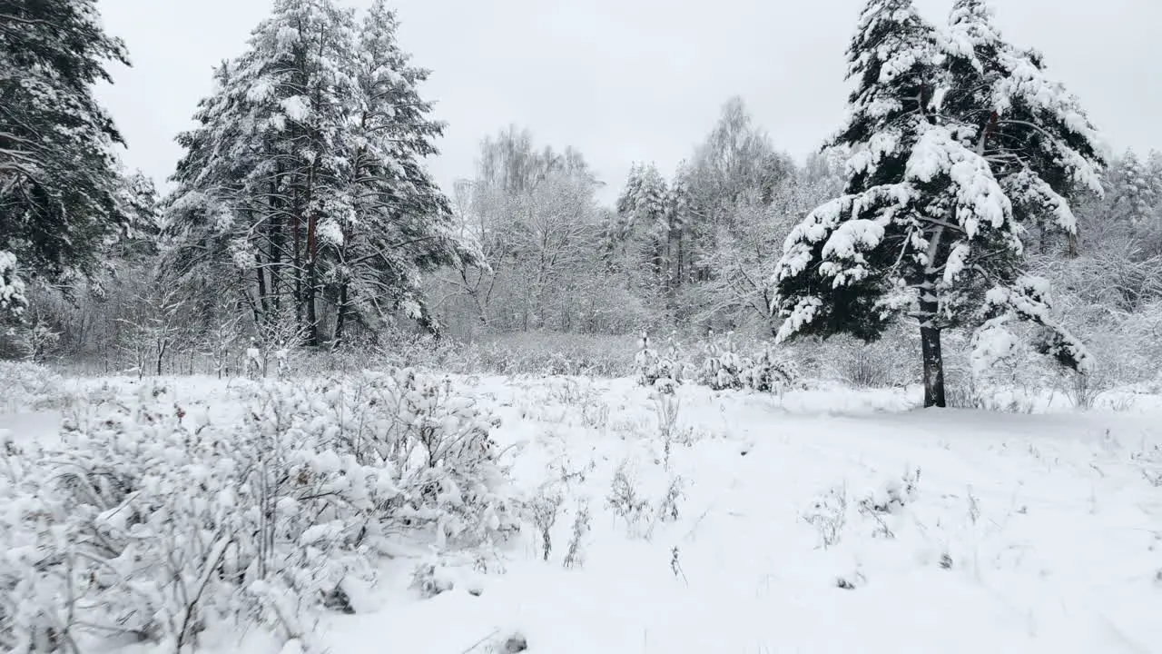 Aerial flyover frozen snowy spruce forest