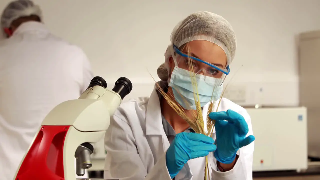 Scientist looking at corn structure