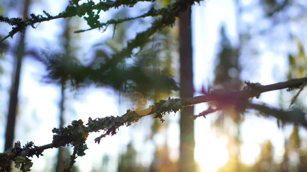 Tree branch with lichen moss gently swaying during sunset in a Forest in Ruovesi Finland