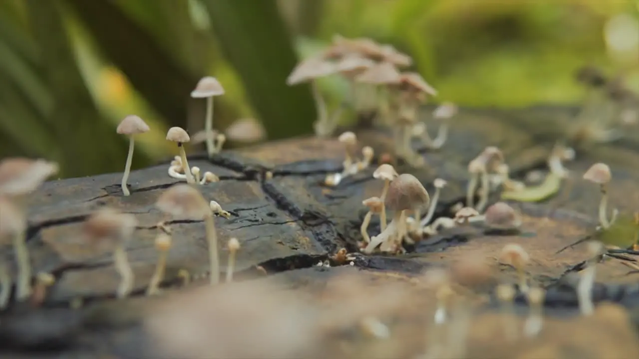 Detailed view of tiny wild mushrooms growing due to moisture from the trunk of a fallen tree in the middle of the forest