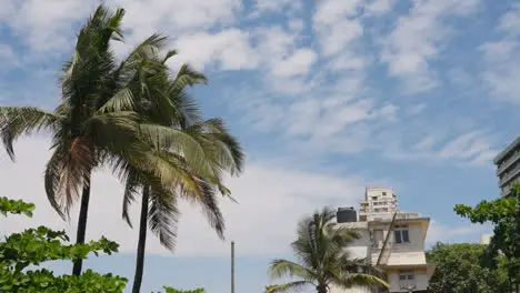 View Of Palm Trees Against Blue Sky Near Bandra Fort Mumbai India 5