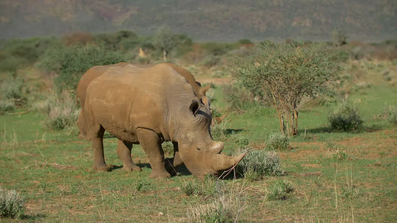 White Rhino Eating Grass In Africa