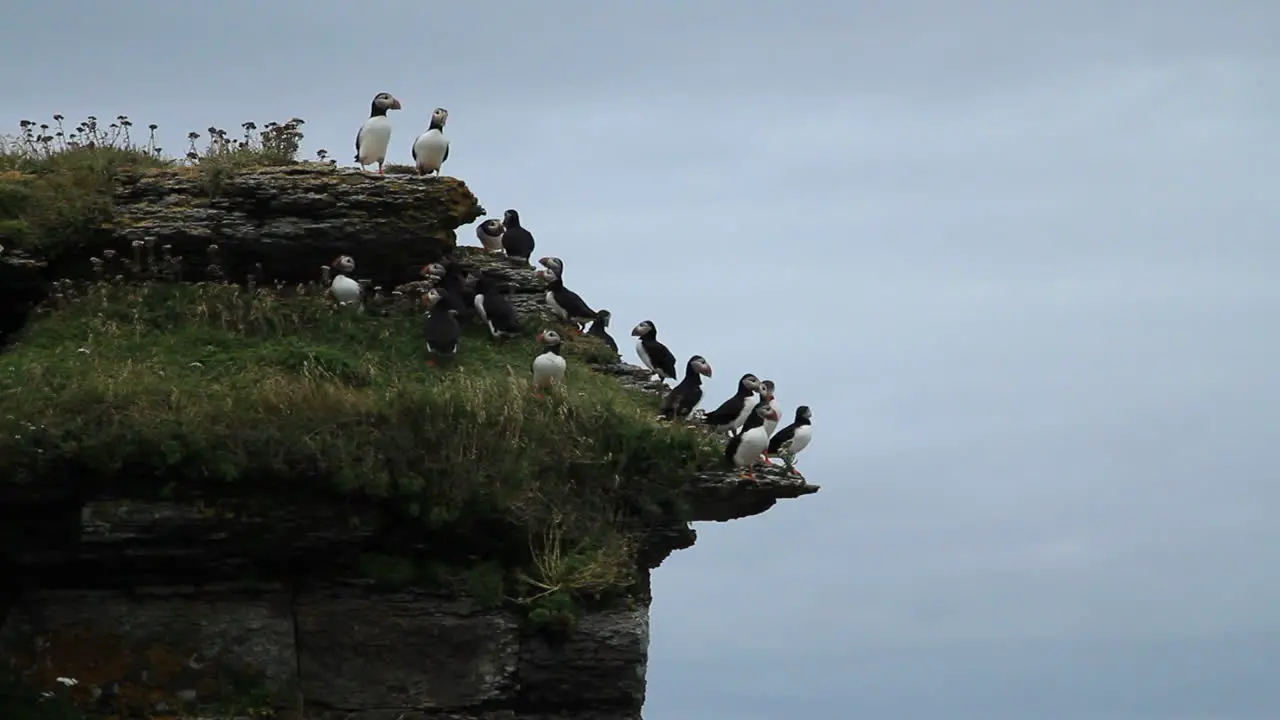 About a dozen cute puffins perch on a cliff on Île aux Perroquets in the north coast of Quebec in Canada