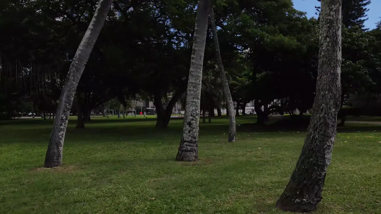 Palm trees in Hawaiian park