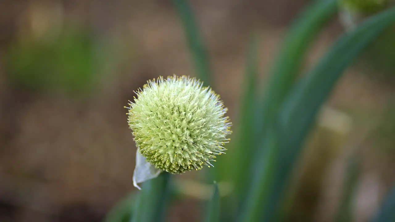 Onion plant going to seed in urban garden