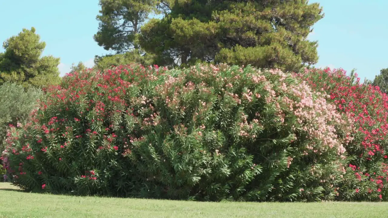 Large green bushes full of red and pink flowers they move impetuously due to the very strong wind during the day