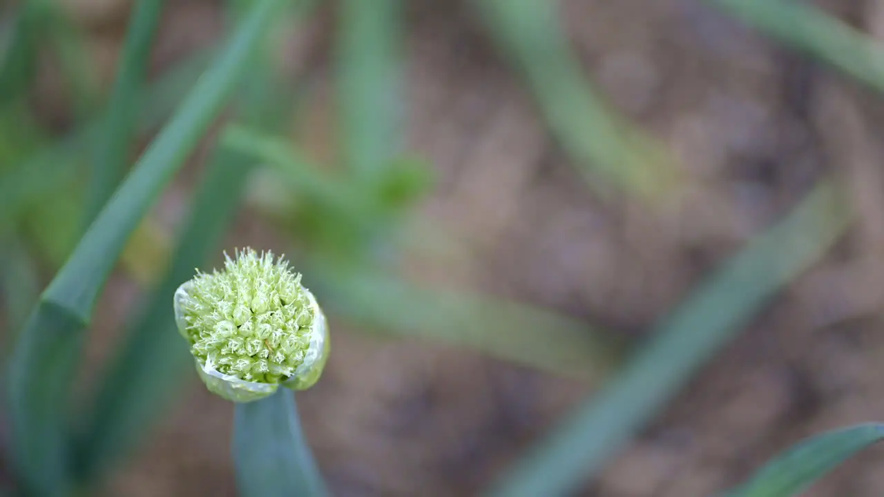 Macro of onion plant going to seed at the end of the growing season