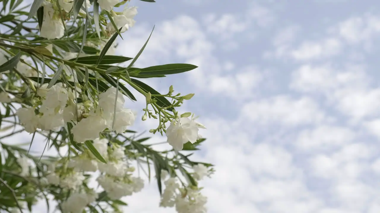 White oleander flowers with green leaves panning close up