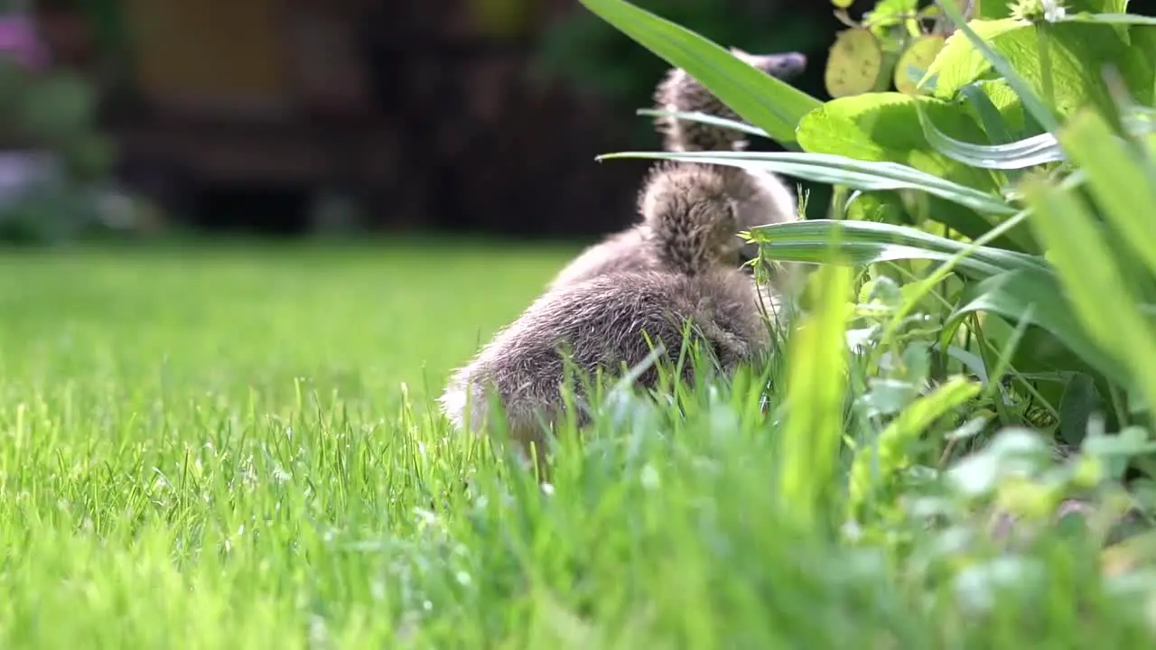 Fluffy Geese chicks eating grass and other plants