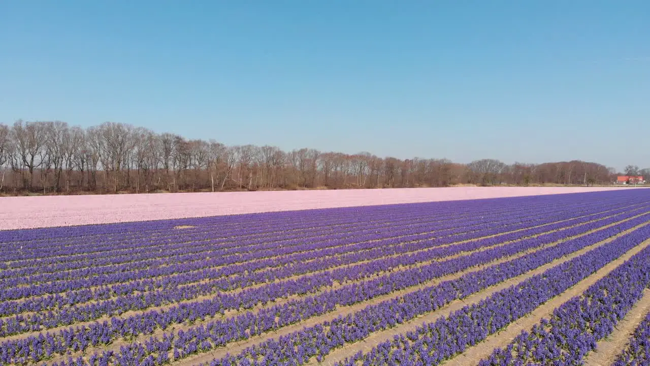 Fly Over Dutch Flower Fields With Growing Hyacinthus Orientalis In The Netherlands