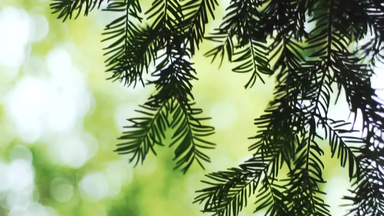 Pine tree branches dangling in a beautiful forest backdrop