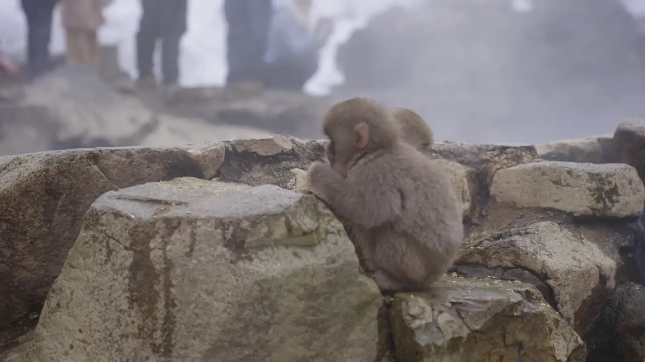 Young Snow Monkeys Search For Food at Edge of Hot Springs Japan