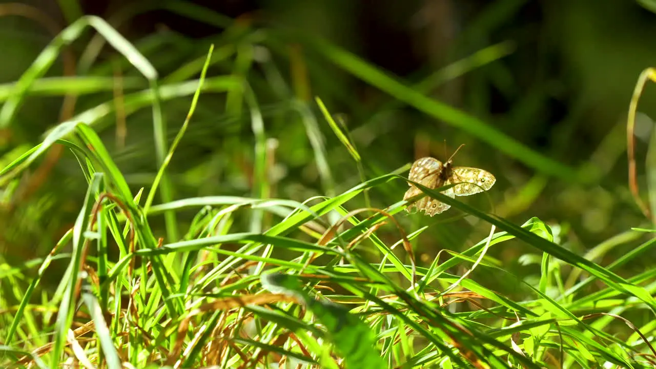 Capturing a Sweep Across the Vibrant Green Lawn Close up