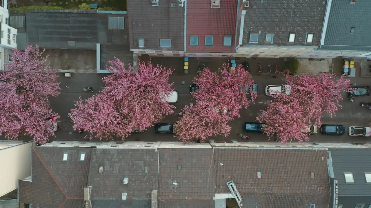 Drone Aerial top shot of the Kirschbluete Cherry Blossom in the Heerstraße Heerstreet Breitestraße Bonn 30p