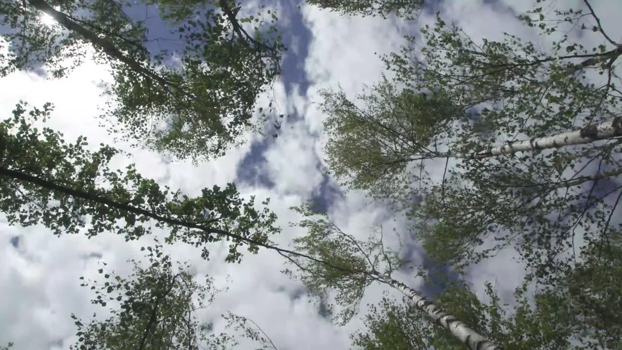 A nature shot of a cloudy and sunny sky with birch trees moving with the wind in the swamp on an old lake in Latvia