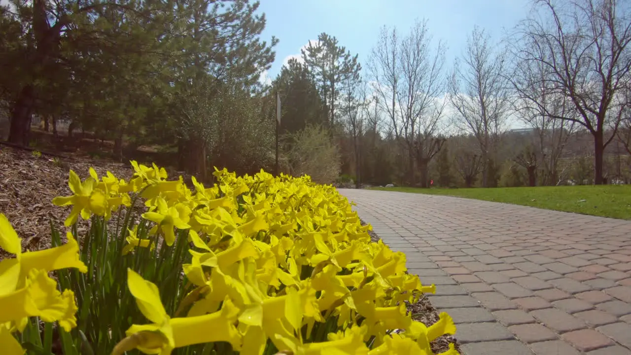 Low angle view of a daffodil garden bed