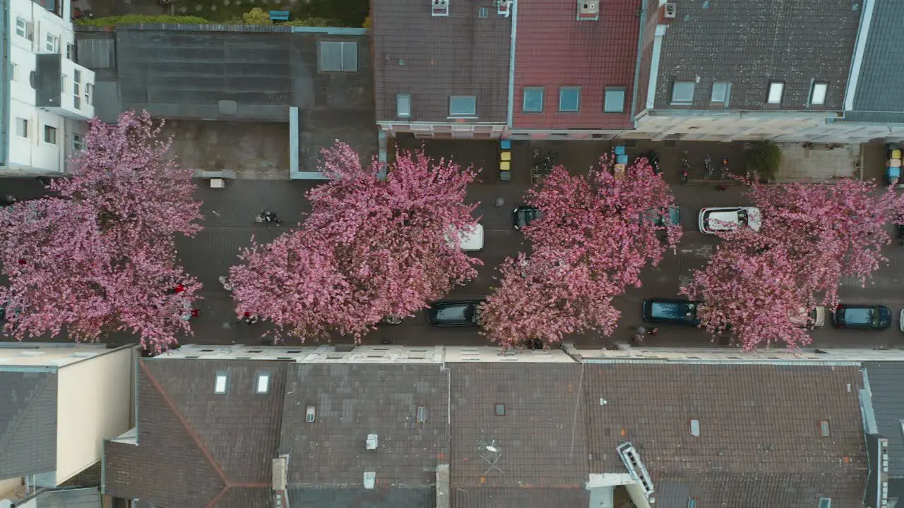 Drone Aerial top shot of the Kirschbluete Cherry Blossom in the Heerstraße Heerstreet Breitestraße Bonn 25p