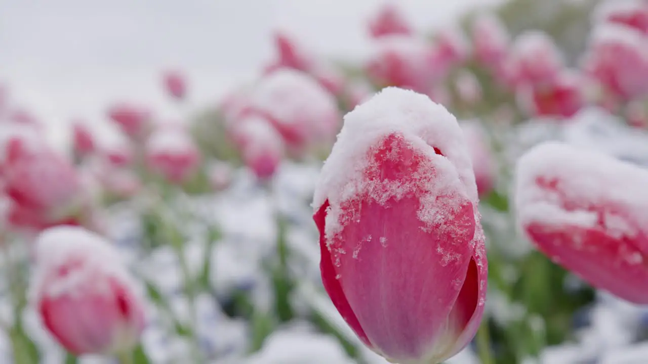 Bunch of Frozen Pink Tulips Covered in Frost Swaying With the Wind Extreme Close-up Shot