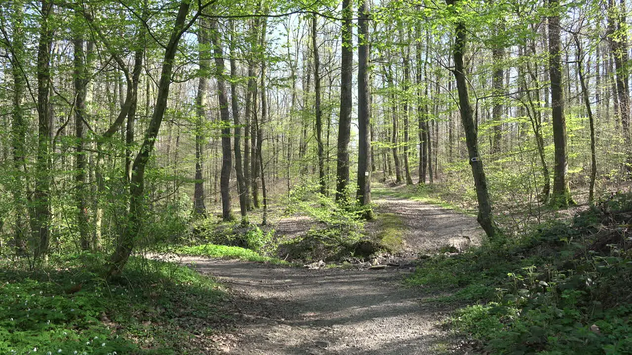 France Path In Spring Woods