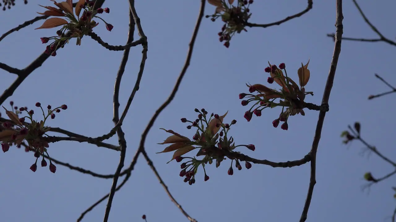 Spring Branches Blowing