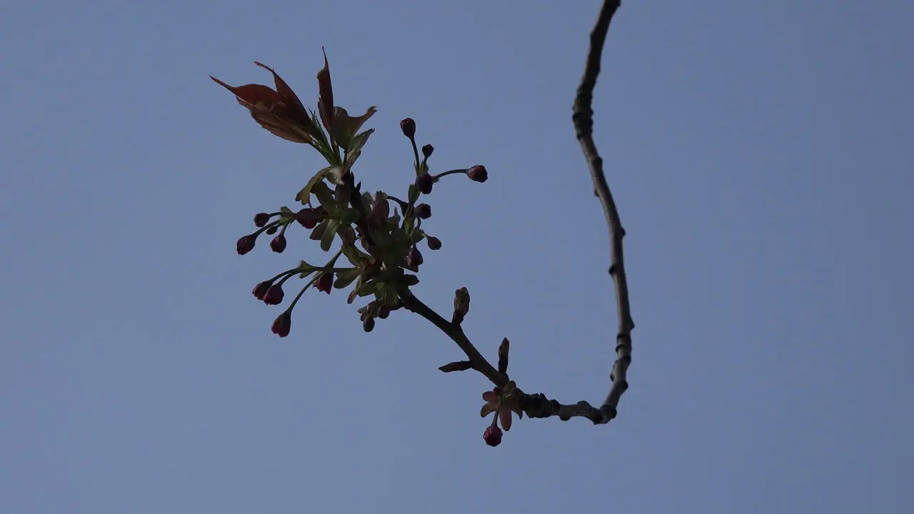 Spring Branch In The Breeze