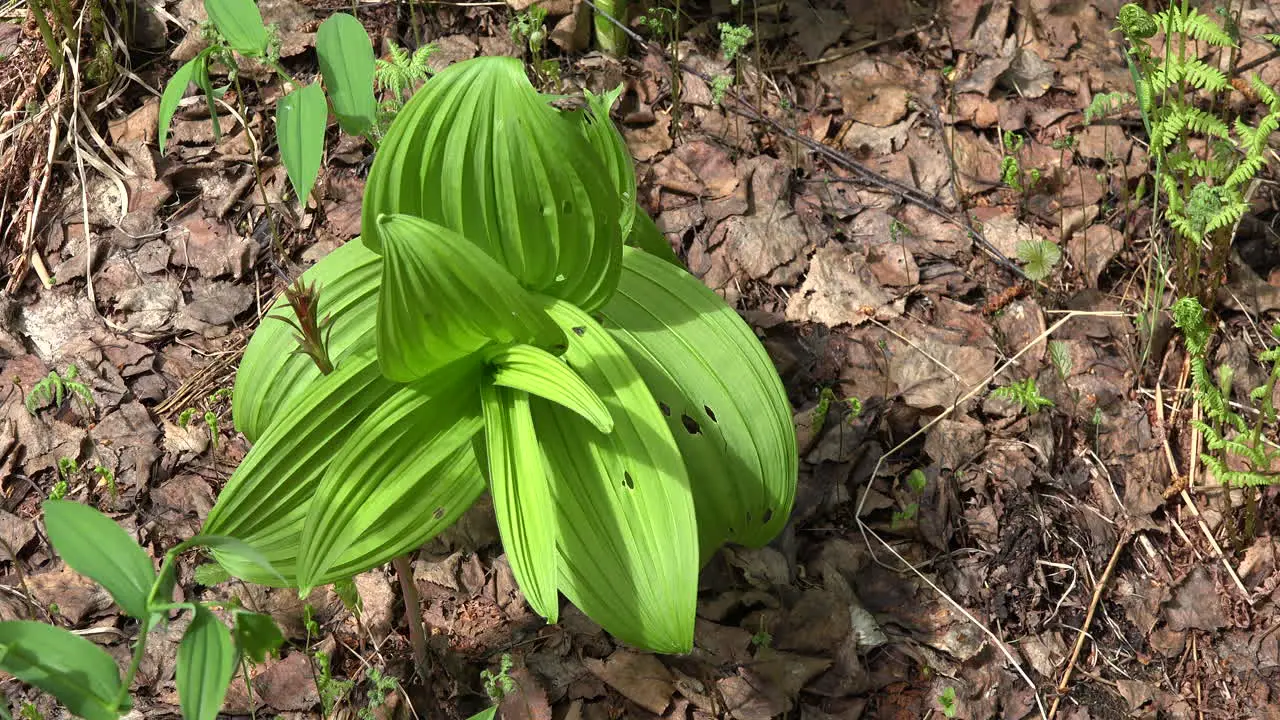 Alaska Forest Floor With Green Plant