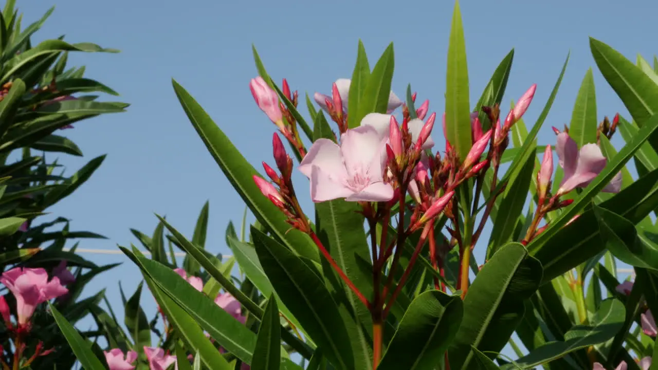 Greece Crete Pink Oleander