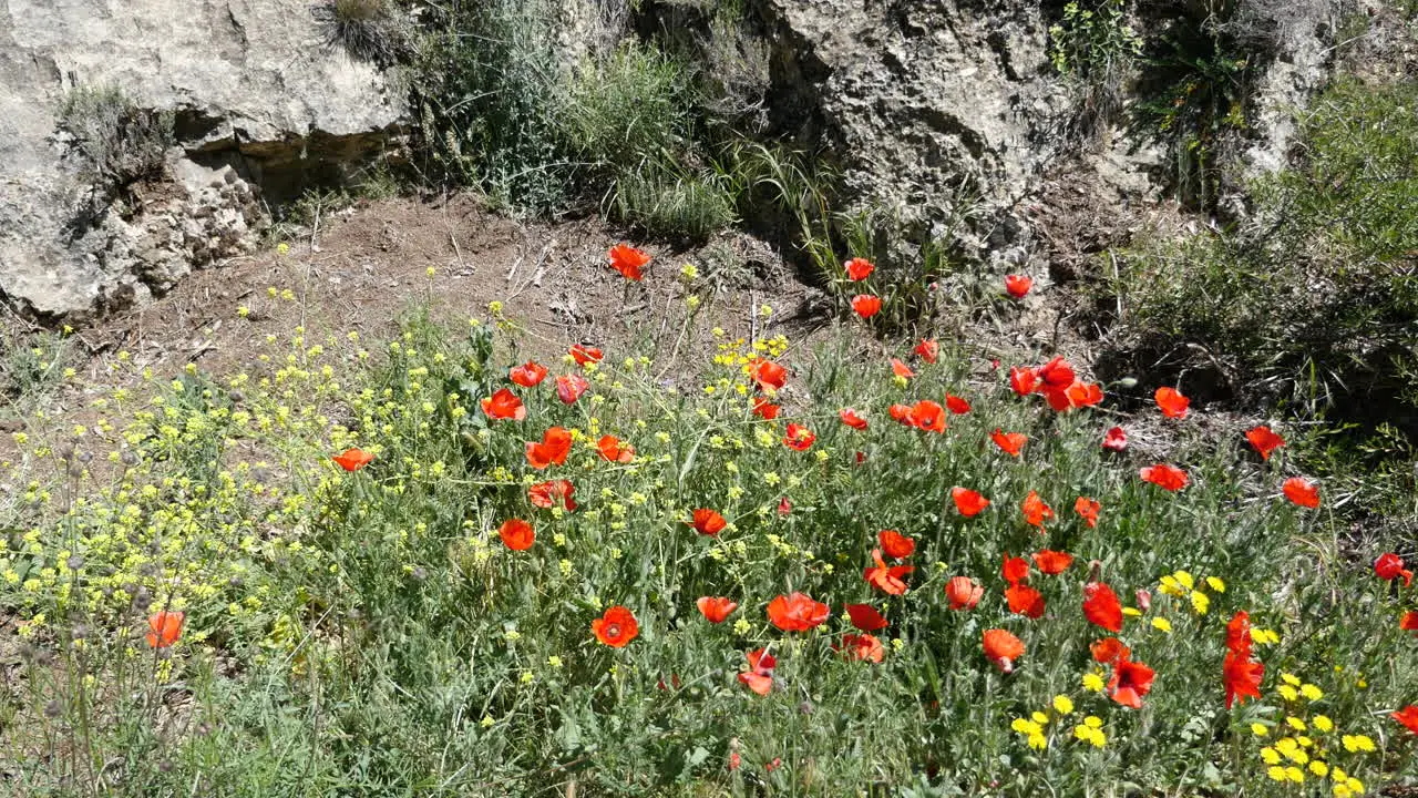 Spain Poppies In Aragon Sierras