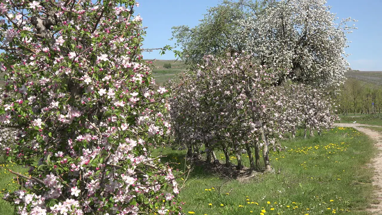 Germany Flowering Trees Zooms In