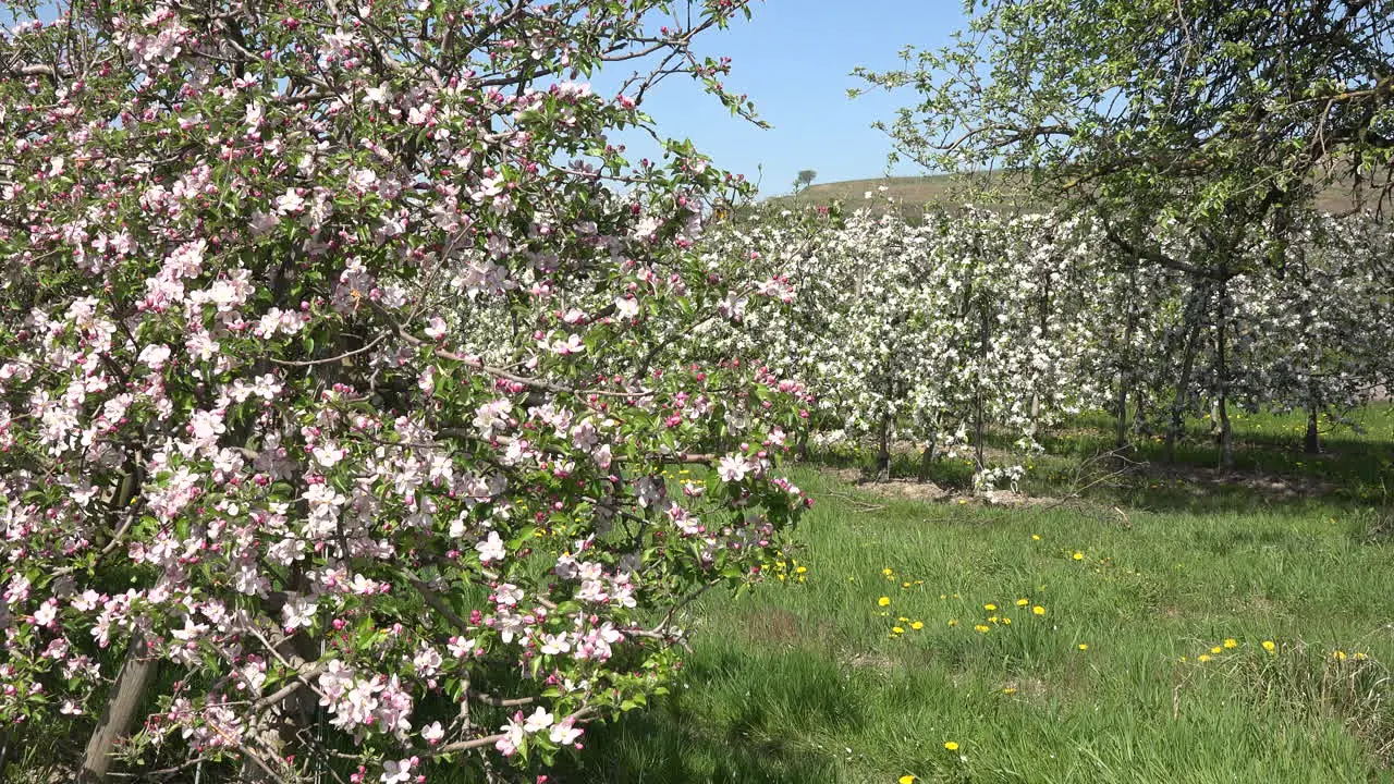 Germany Orchard In Bloom Zoom In To Flower