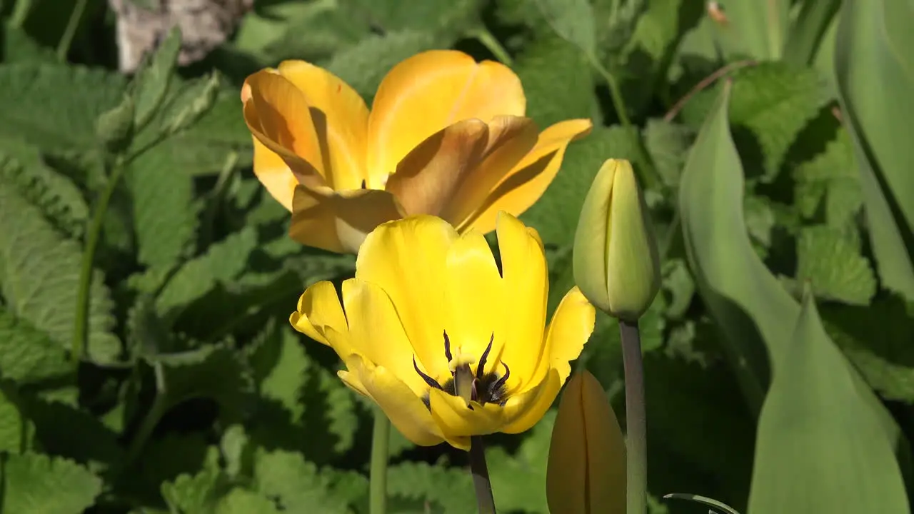 Flowers Yellow Tulips With Dark Centers