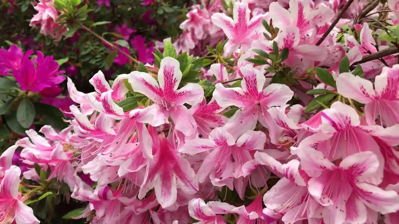 A flowering purple white pink and violet Rhododendron shrub