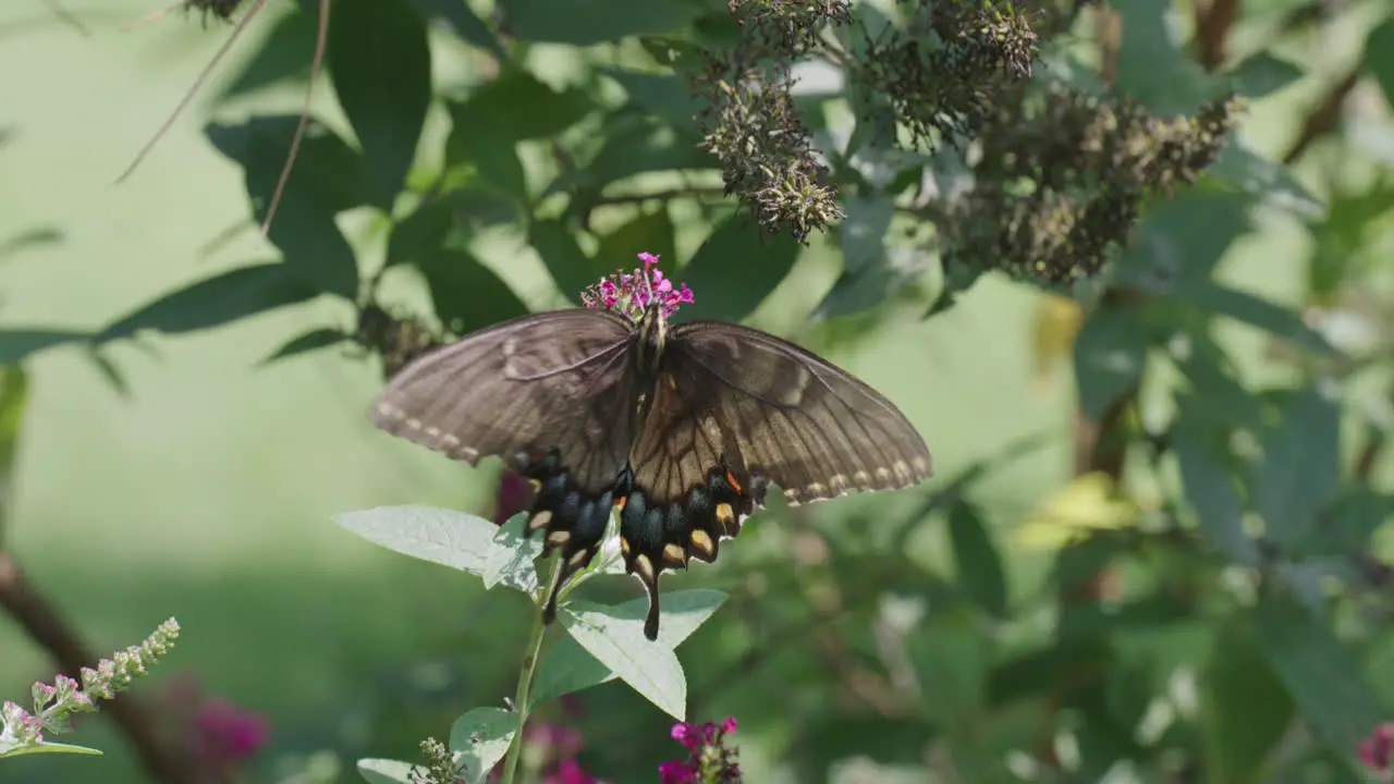 Butterfly On Purple Flower then Flying Away