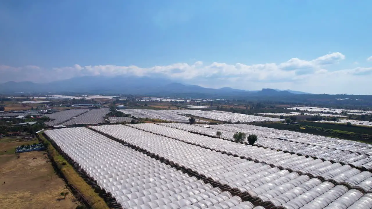 Aerial view of Large blueberry Plantation in Michoacán Mexico