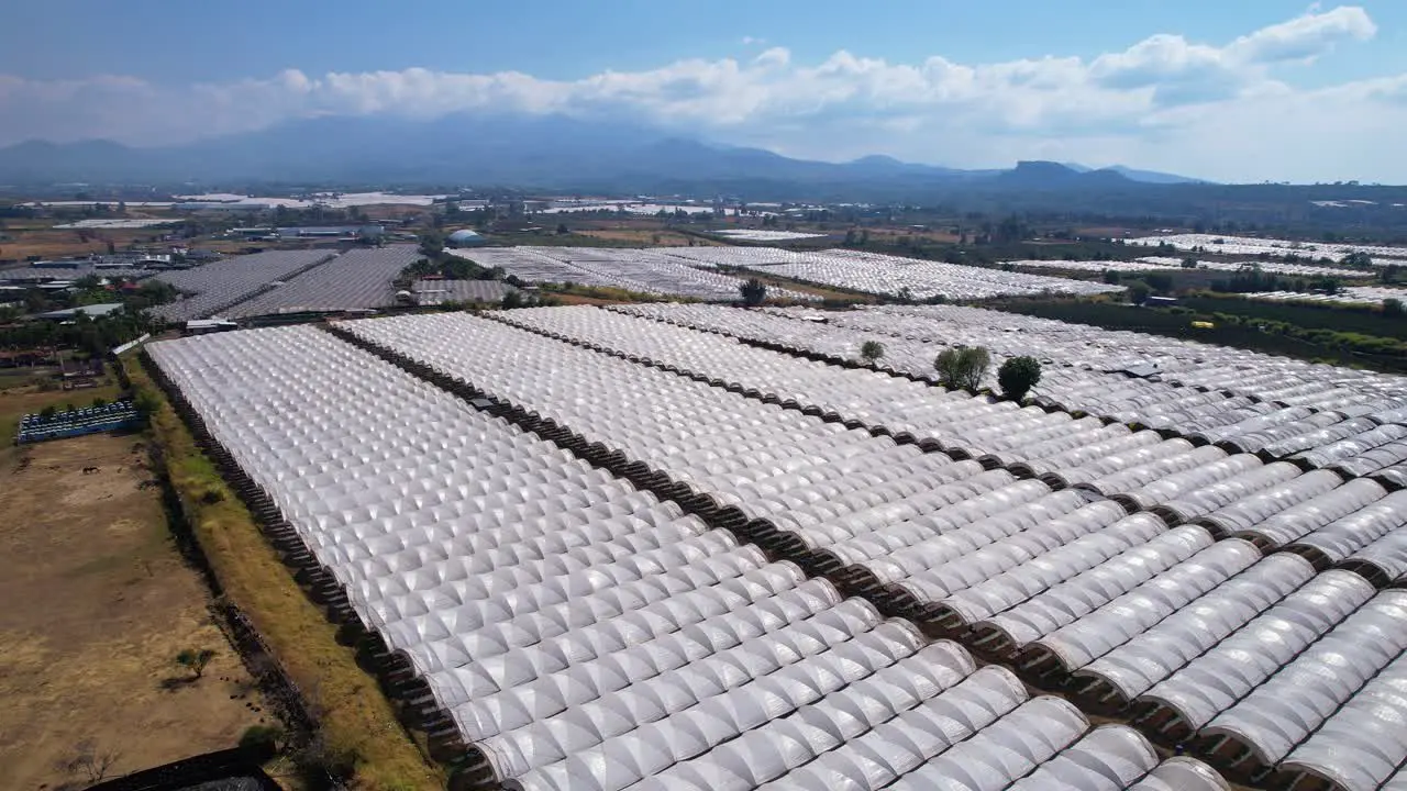 Aerial Pullback of Lush Plantation Blueberry Ranch in Michoacán Mexico