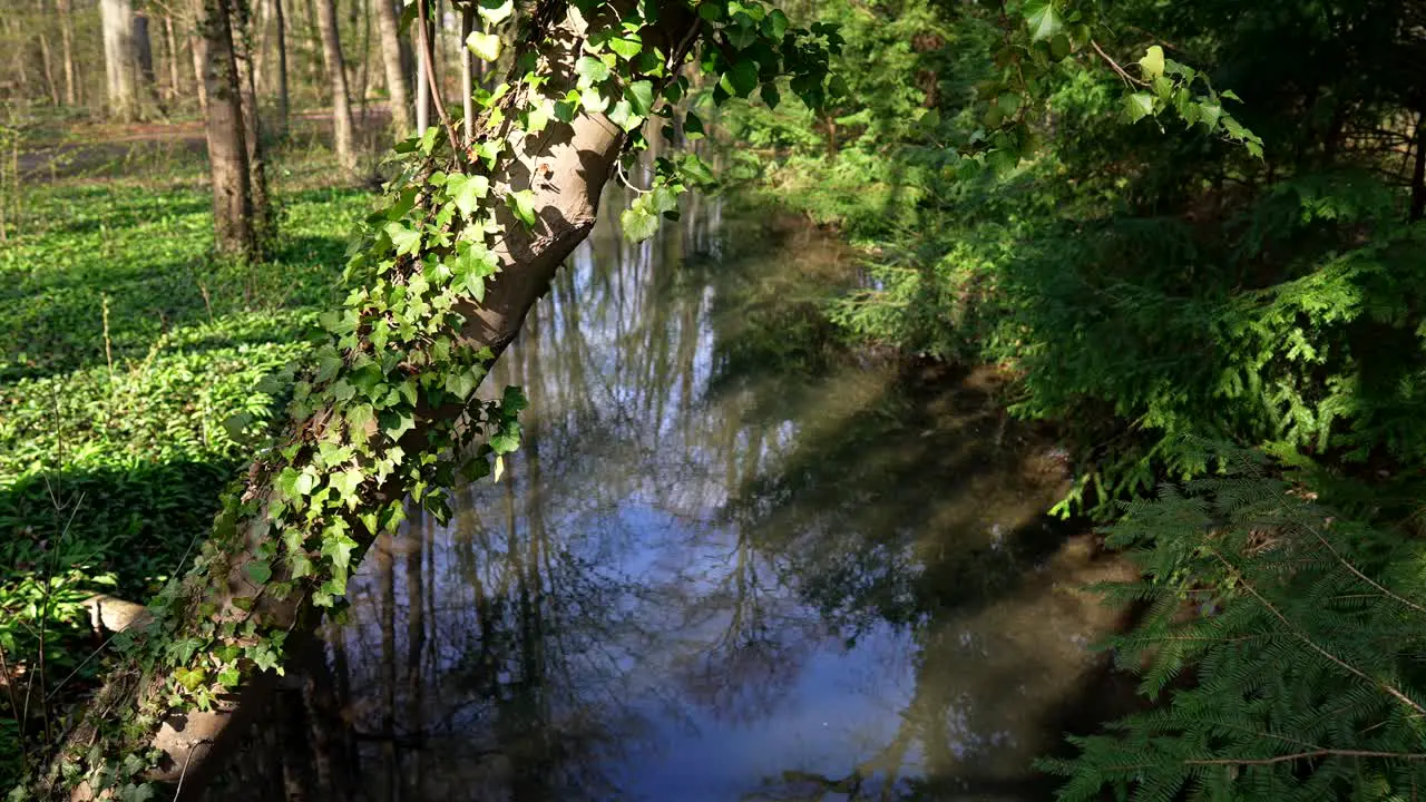 small stream in green and clear water and overgrown tree trunk with ivy