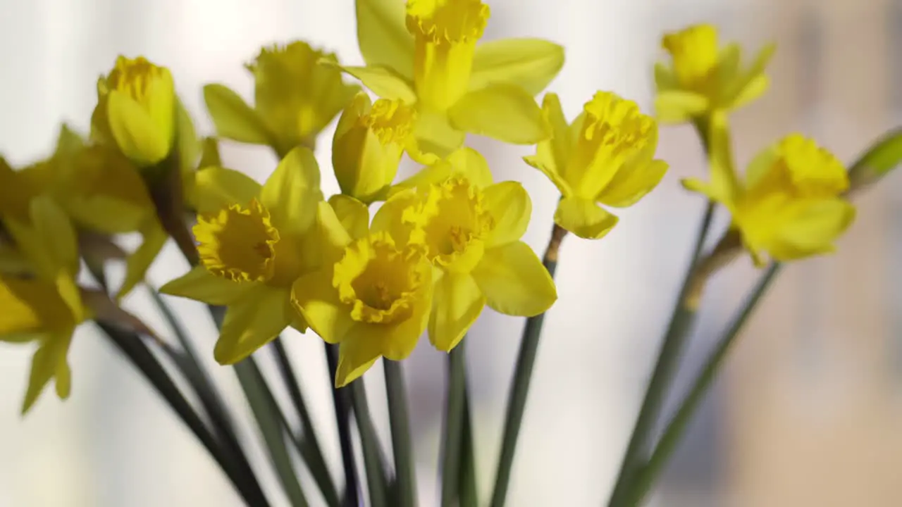 Bunch of yellow daffodils at window panning right to left