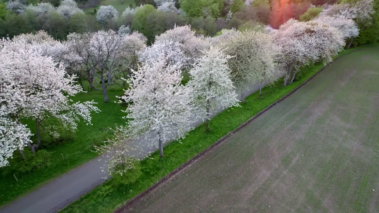 Landing next to White cherry blossom trees