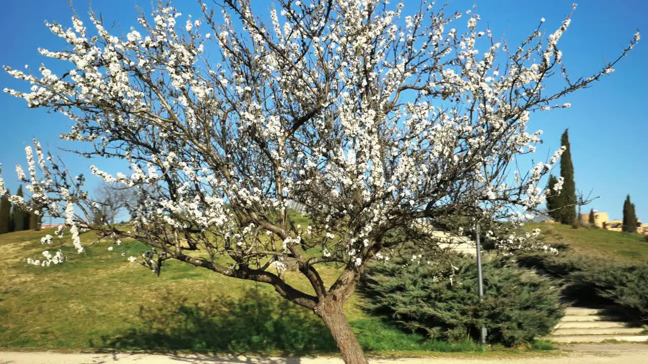 An almond tree inside a park in the city