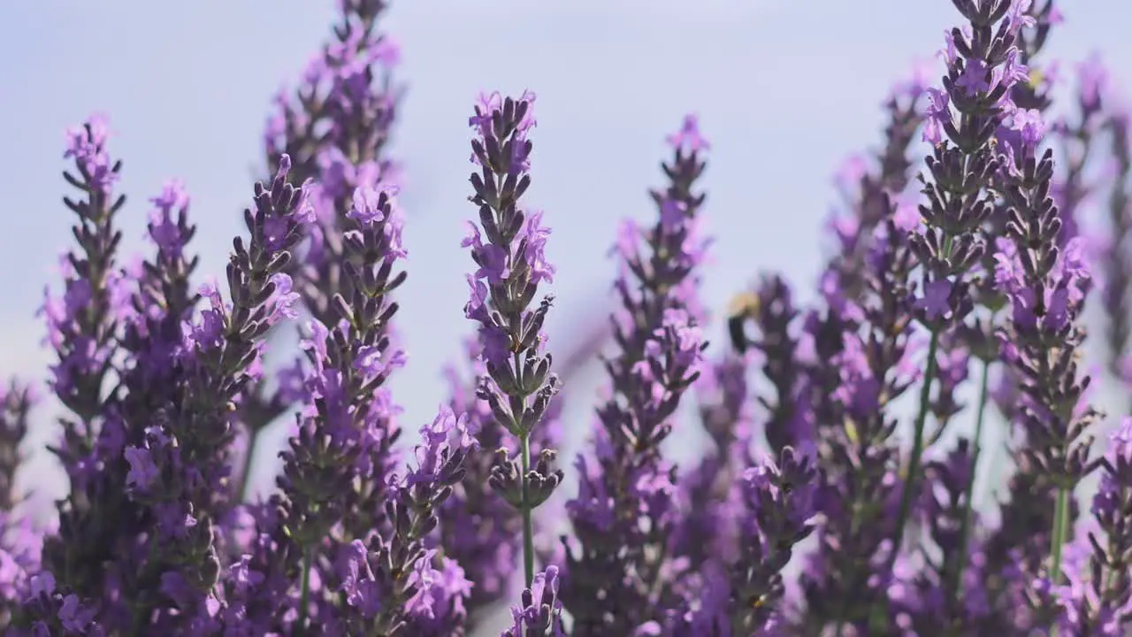 Lavender and bees and butterflies in the garden