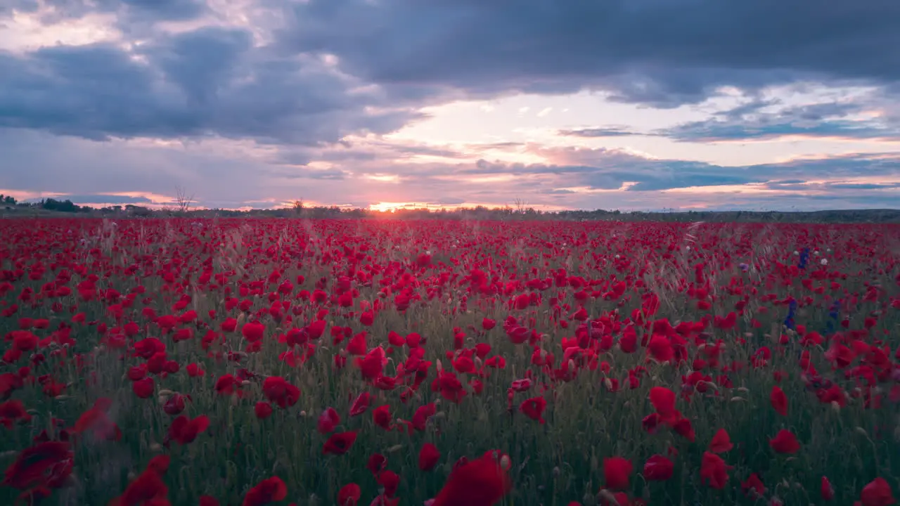 Poppies flower field during sunset