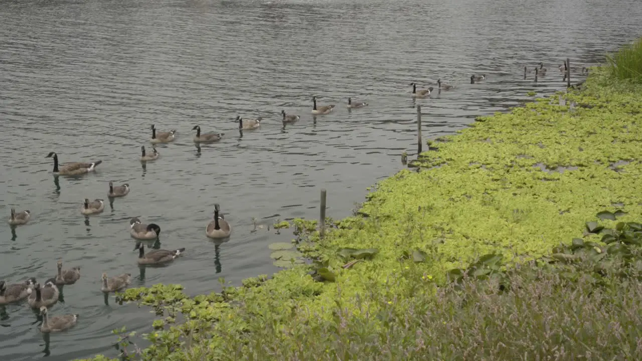 Group of ducks swimming in the lake